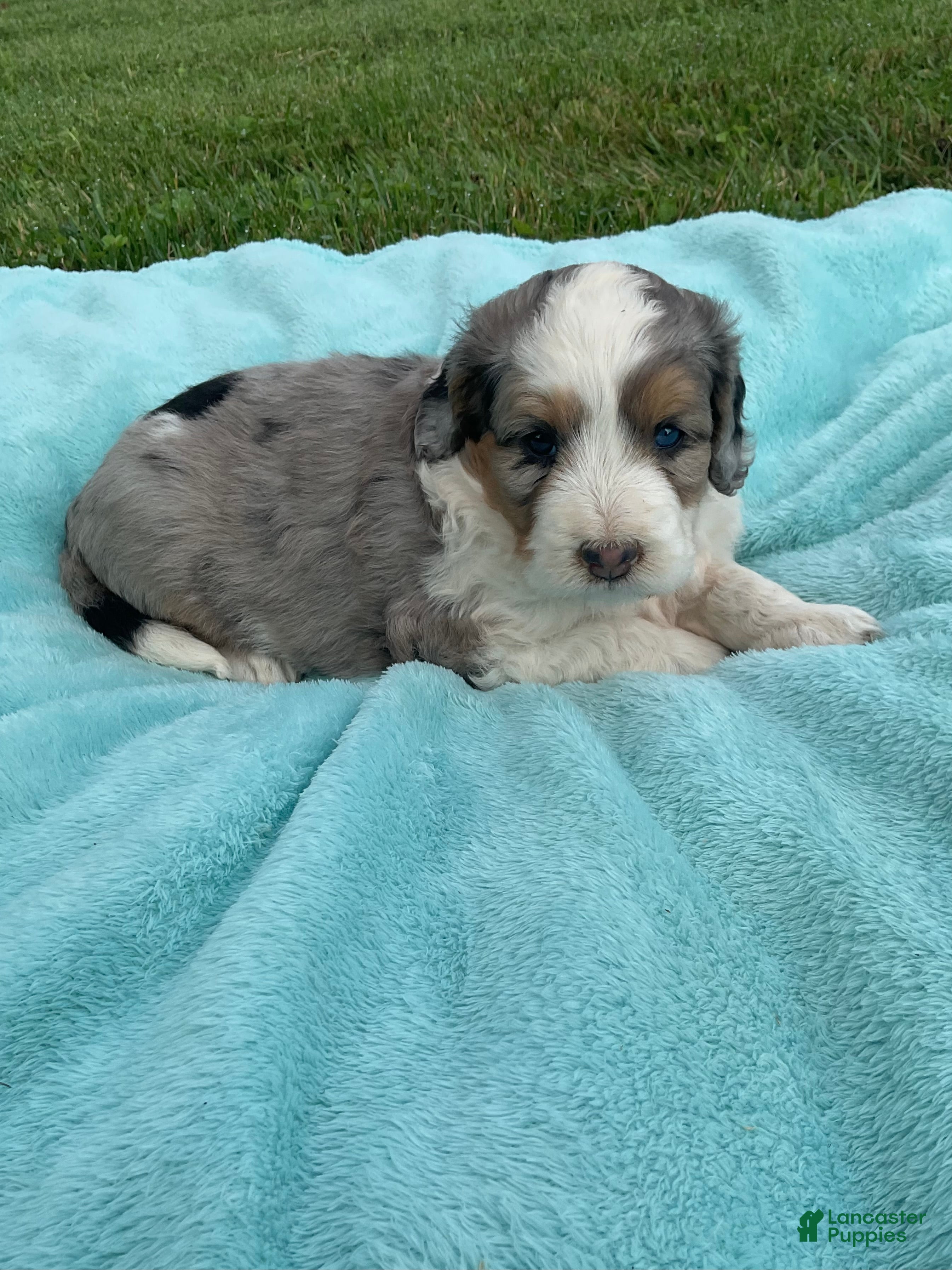 Mini Bernedoodle dogs Sophia - Ad 2