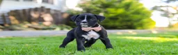 Boxer dogs for sale: Bella - Ad 4