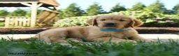 Golden Retriever dogs for sale: Harley - Ad 4