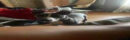 Mixed Breed dogs for sale: Mixed Breed 3 - Ad 1