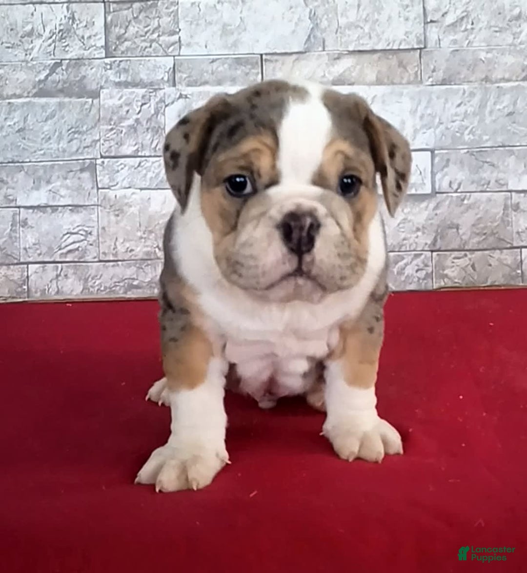 Gallery Image {{count}}