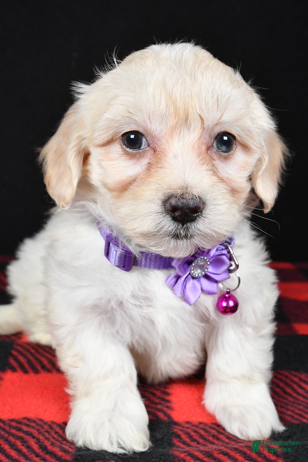 Maltipoo dogs for sale: Misty - Ad 5
