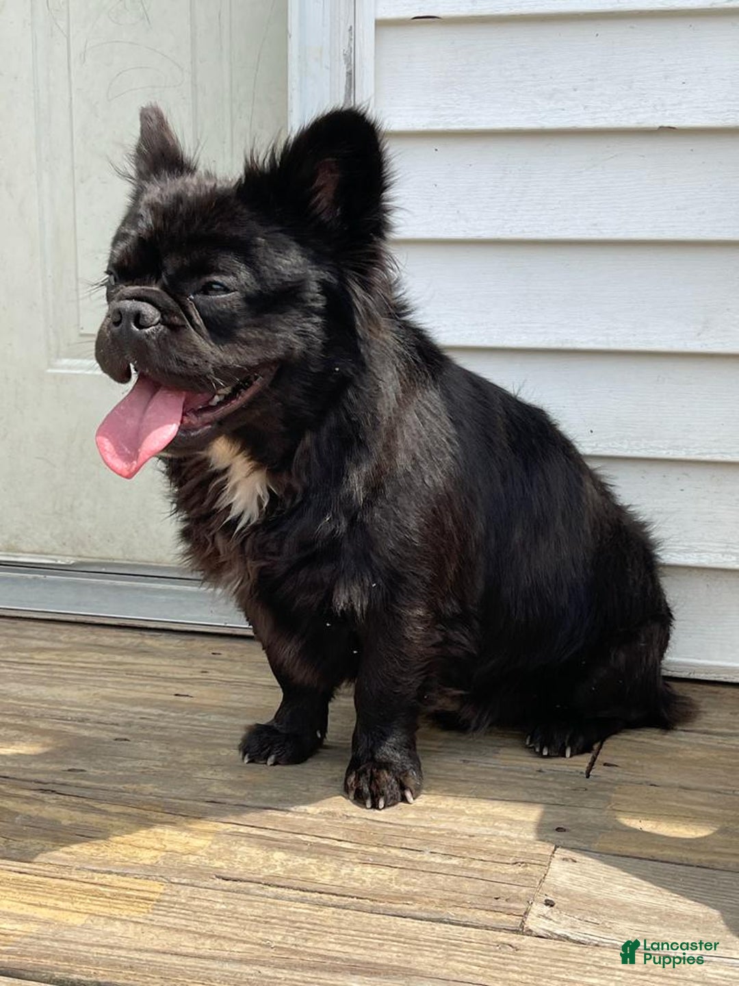 French Bulldog dogs for sale: Angus - Ad 1