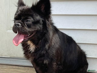 French Bulldog dogs Angus - Ad 18