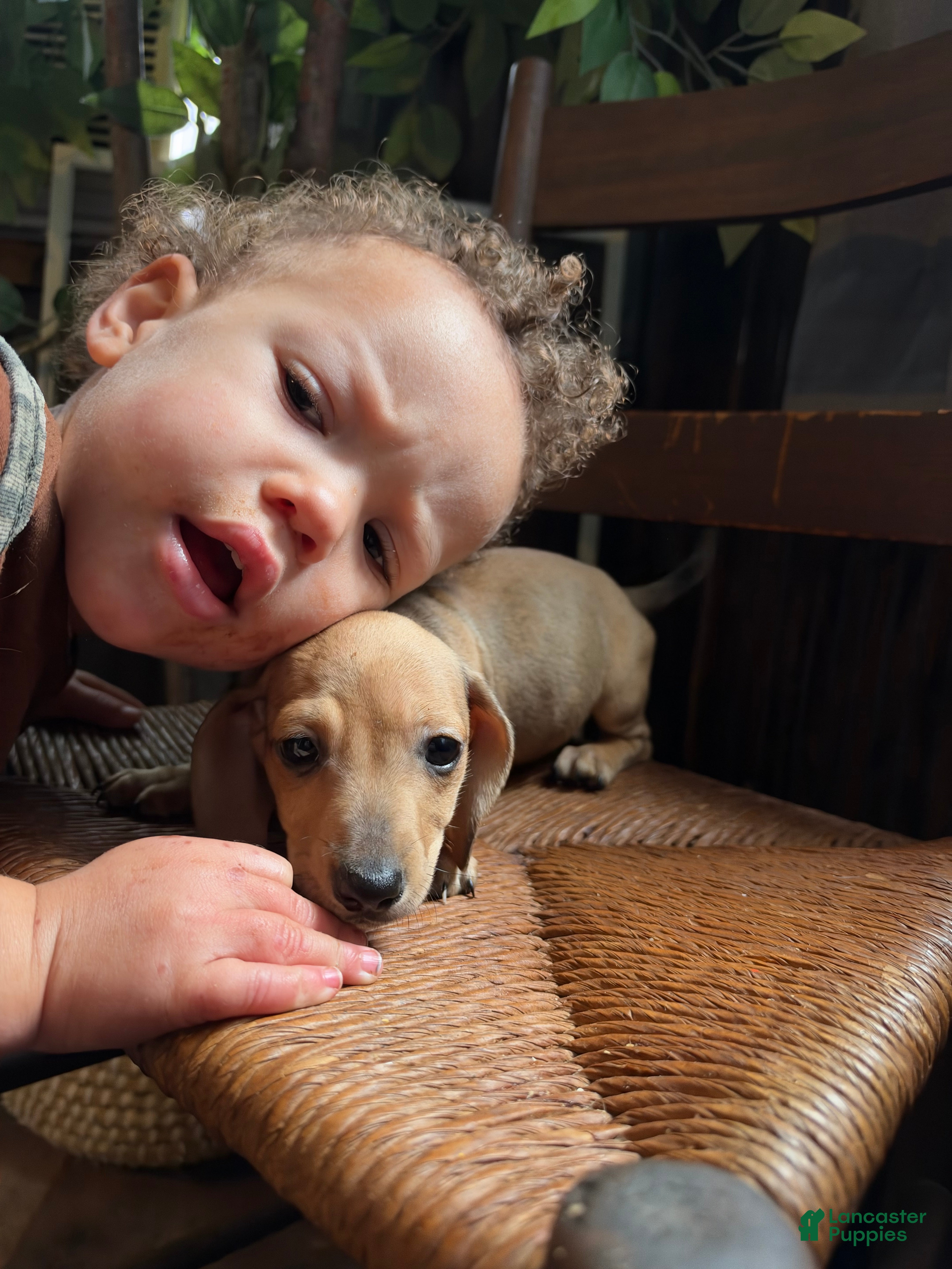 Miniature Dachshund dogs Bilbo - Ad 1
