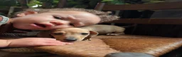 Miniature Dachshund dogs for sale: Bilbo - Ad 1