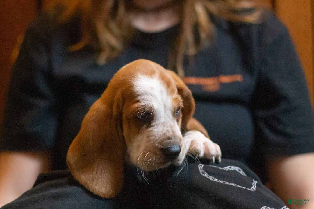 Basset Hound dogs for sale: William - Ad 6