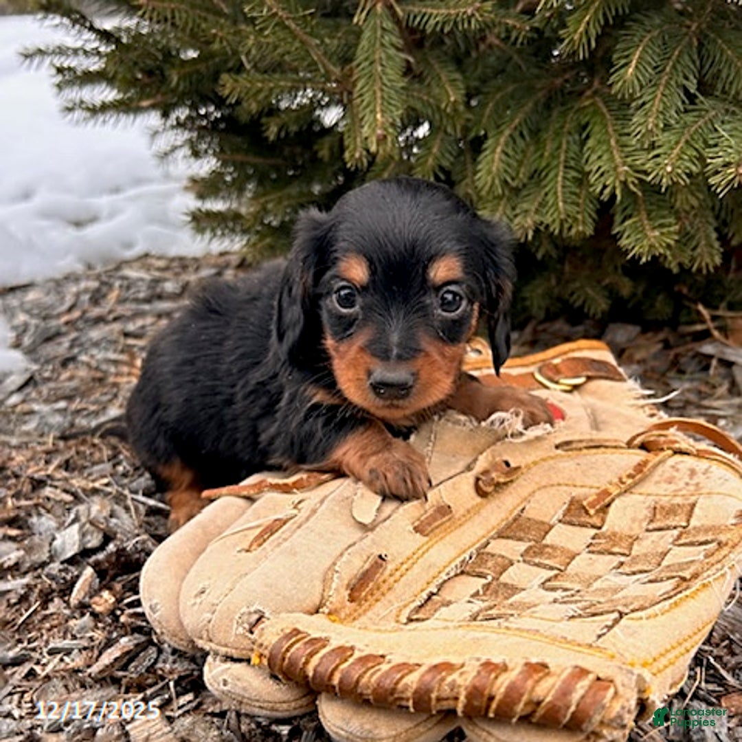 Miniature Dachshund dogs for sale: Samantha - Ad 3