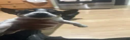 Chihuahua dogs for sale: Chihuahua Puppy 2 - Ad 3