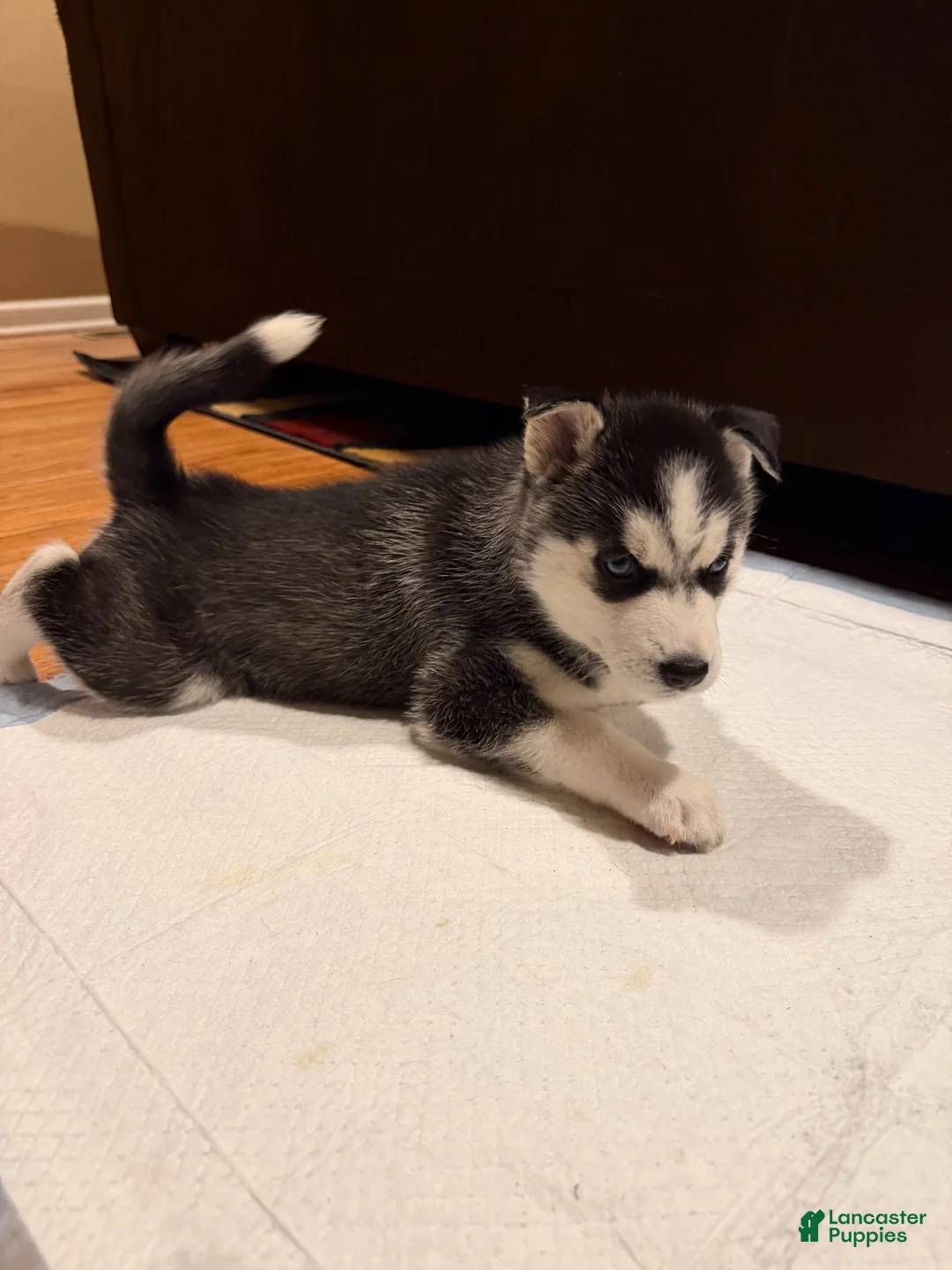 Siberian Husky dogs for sale: storm(girl) - Ad 2