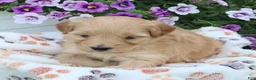 Mini Goldendoodle dogs for sale: Fritzy - Ad 3