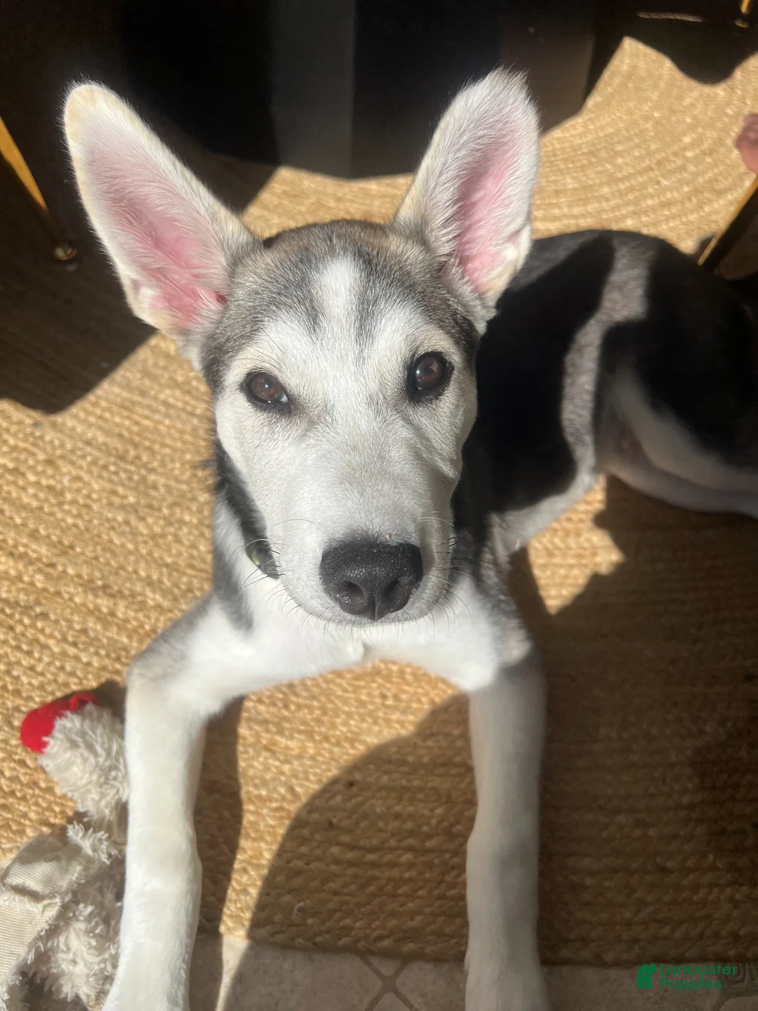 Siberian Husky dogs for sale: Siberian Husky Puppy 1 - Ad 2