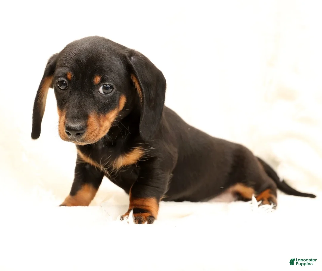 Miniature Dachshund dogs for sale: Bruno - Ad 9