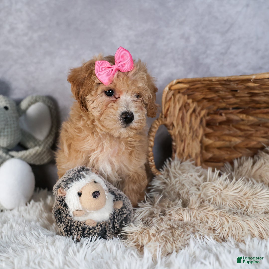 Shihpoo dogs for sale: Eleanor - Ad 8