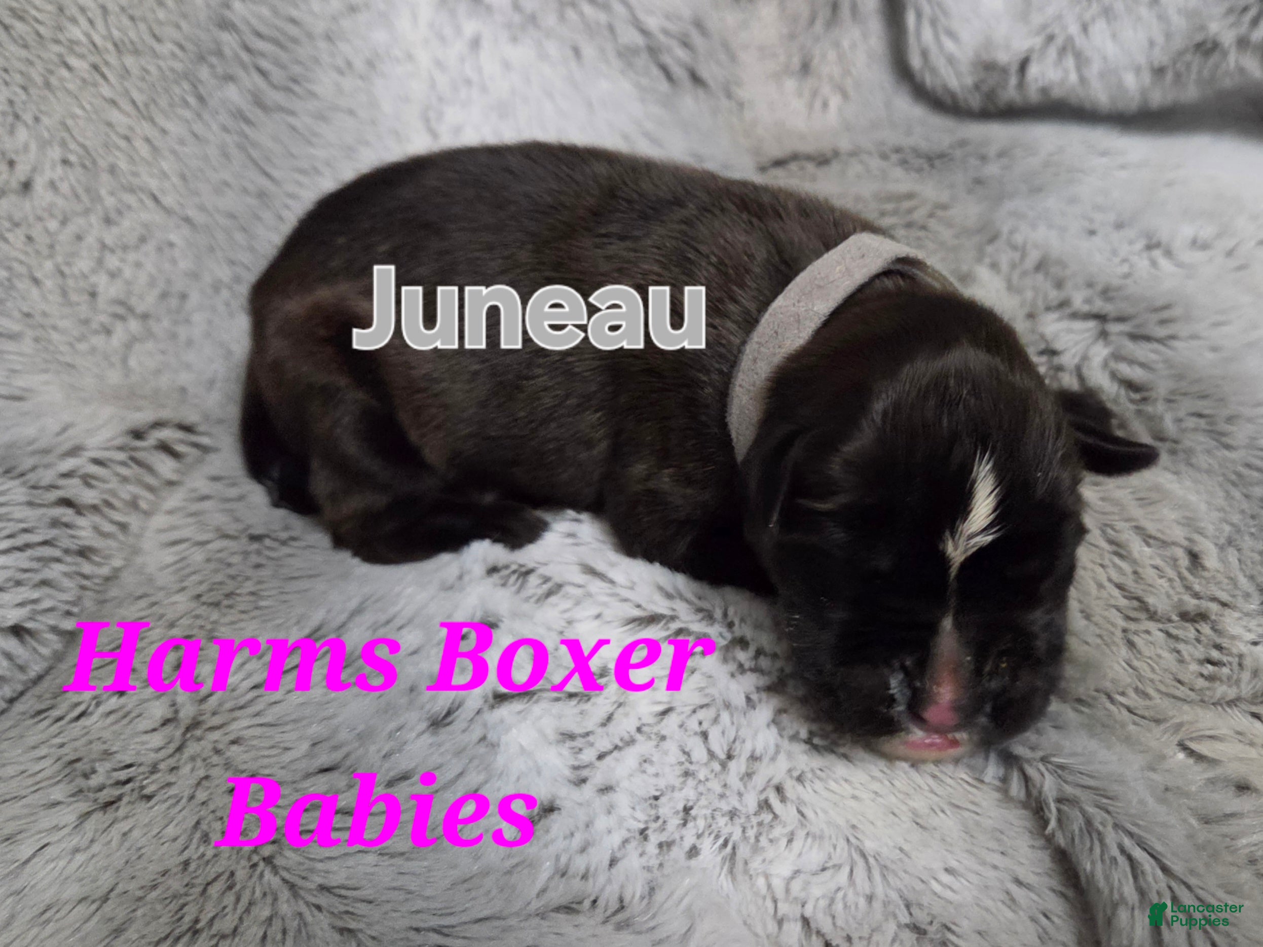 Boxer dogs Juneau - Ad 23