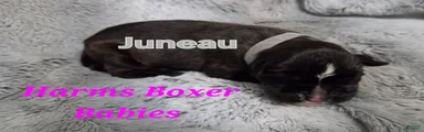 Juneau