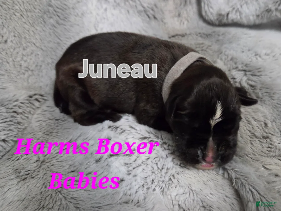 Boxer dogs for sale: Juneau - Ad 1