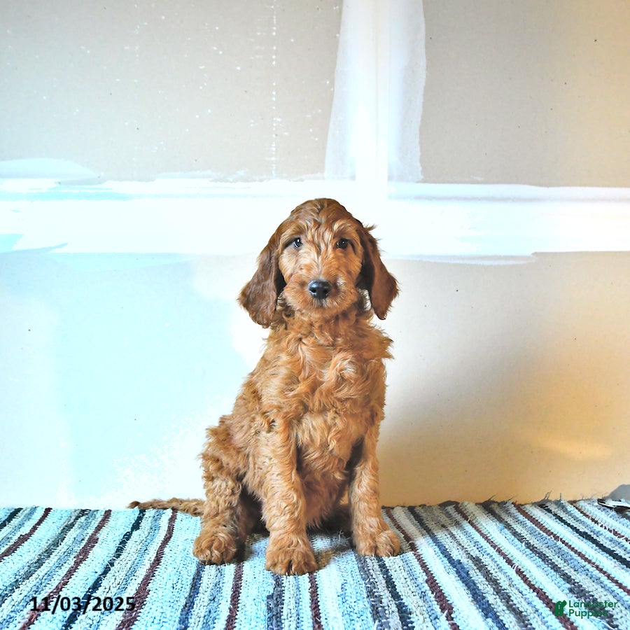 Irish Doodle Puppies for sale in Cleveland, Ohio Lancaster Puppies