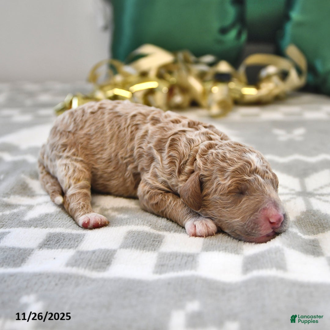 Mini Goldendoodle dogs for sale: Frankie - Ad 2