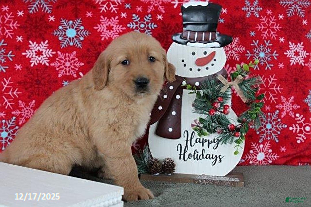 Golden Retriever dogs for sale: Beauty - Ad 3