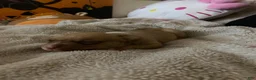 Mixed Breed dogs for sale: Angel - Ad 4