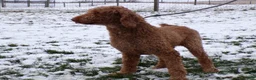 Standard Poodle dogs for sale: Standard Poodle Puppy 1 Cody - Ad 1