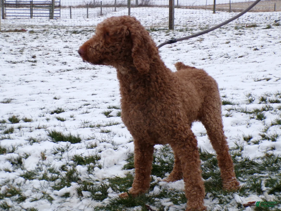 Standard Poodle dogs for sale: Standard Poodle Puppy 1 Cody - Ad 1