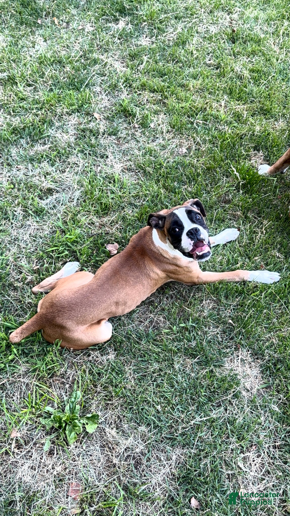 Boxer dogs Minnie - Ad 2