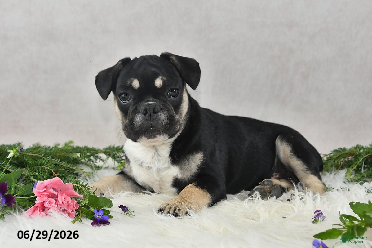 French Bulldog dogs Ike - Ad 1