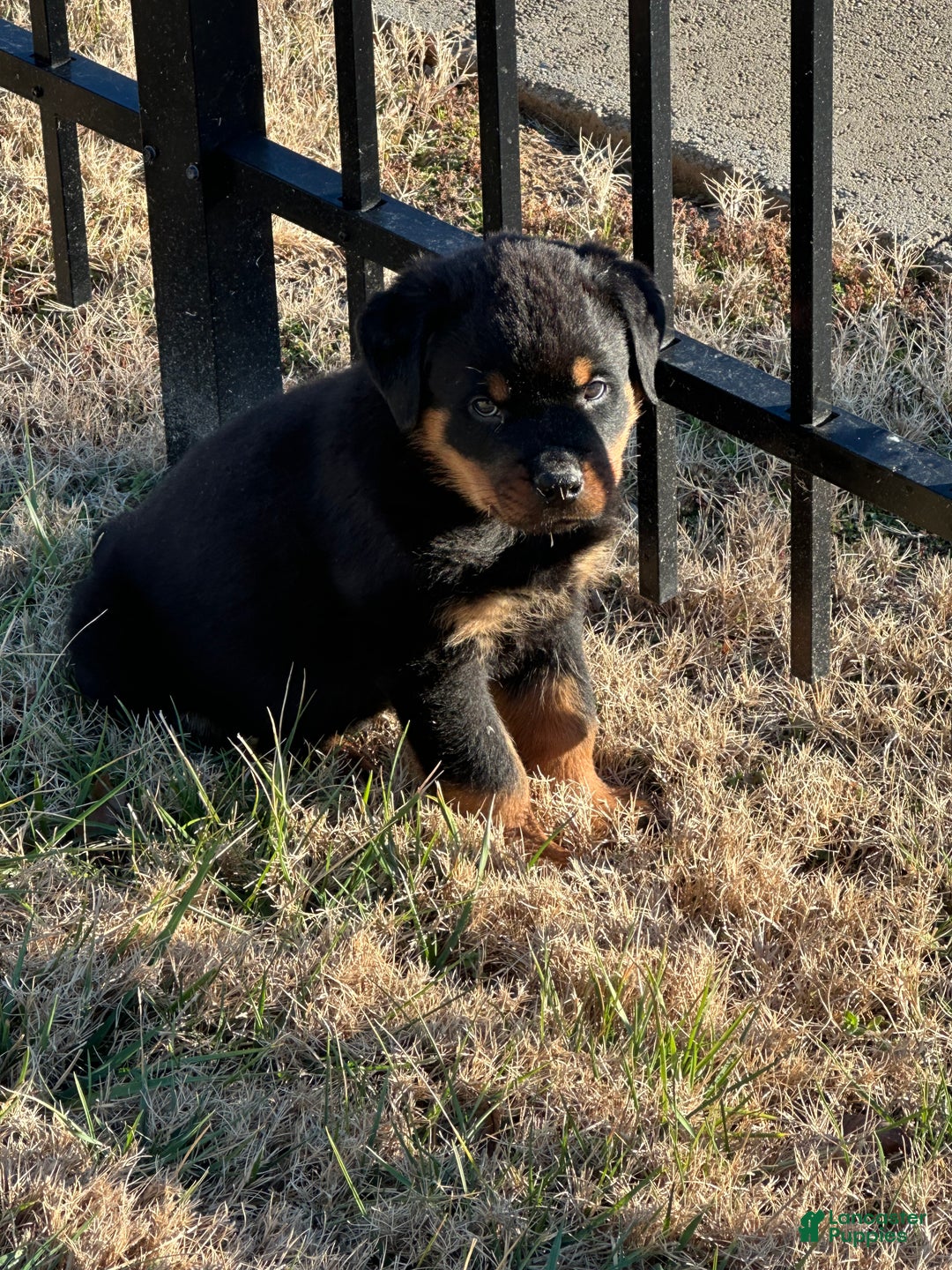 Rottweiler dogs for sale: Rottweiler Puppy 1 - Ad 3