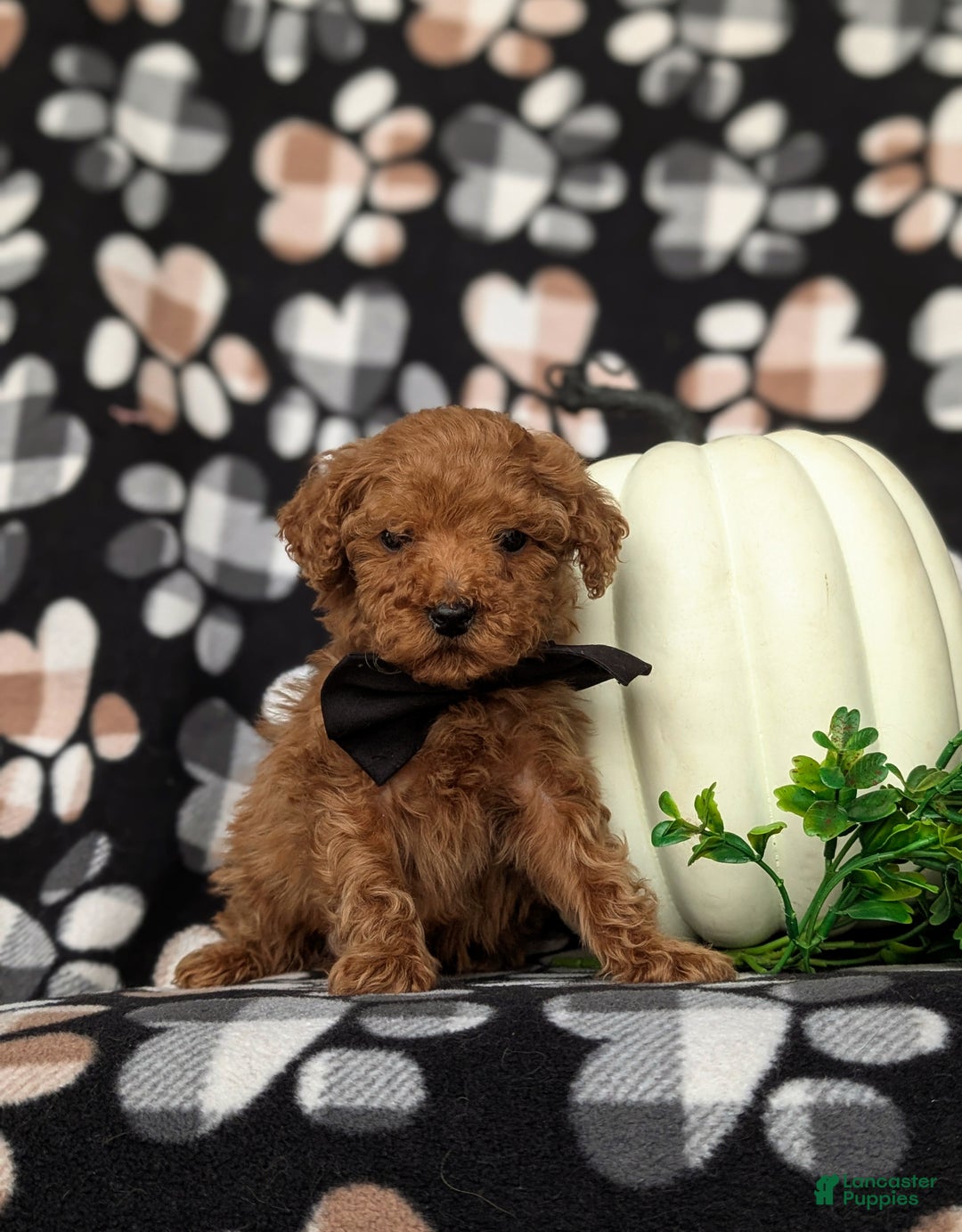 Toy Poodle dogs for sale: Tobie - Ad 3