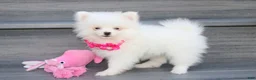 Pomeranian dogs for sale: Bianca  - Ad 12