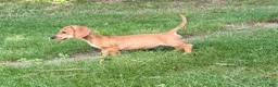 Miniature Dachshund dogs for sale: Red - Ad 2