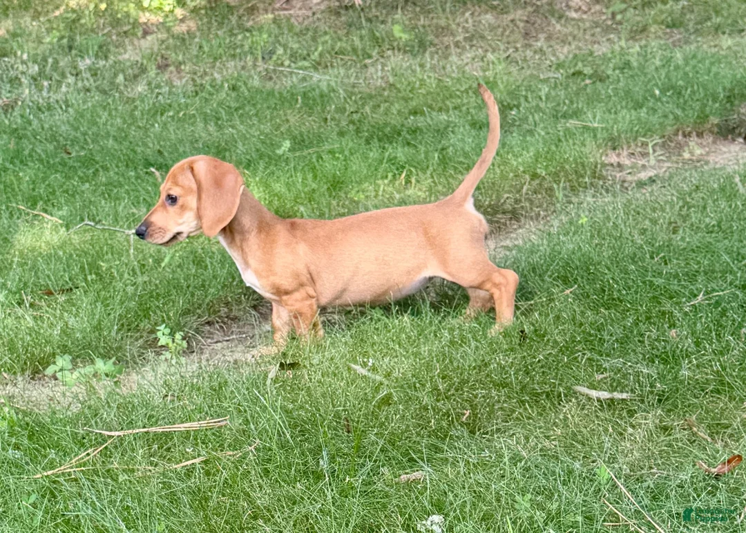 Miniature Dachshund dogs for sale: Red - Ad 2