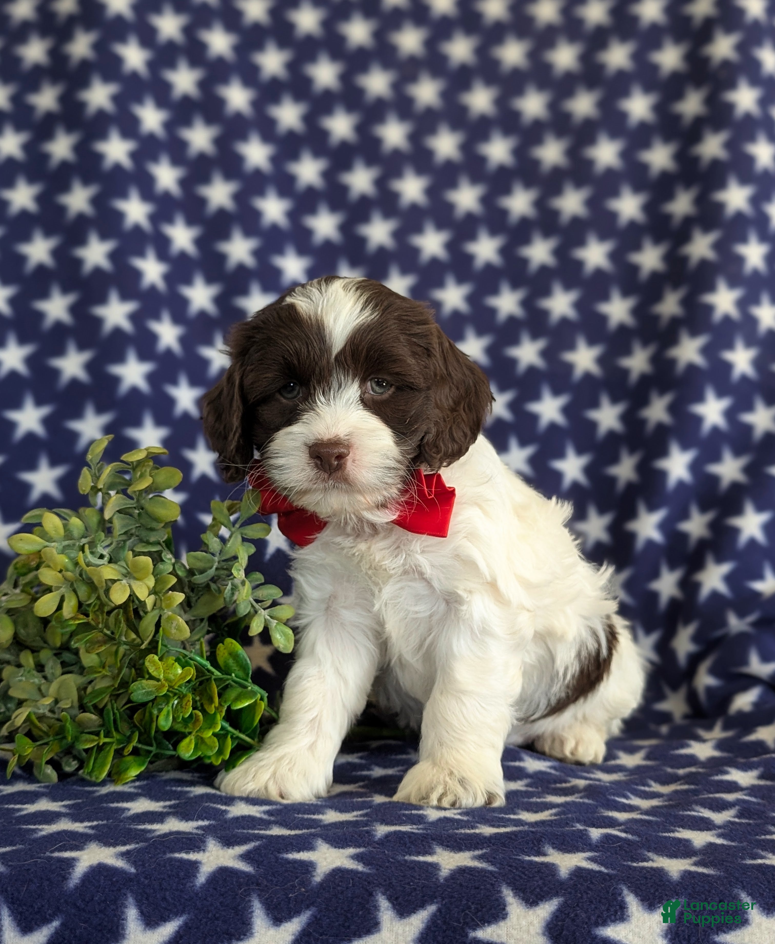 Cockapoo dogs Kent  - Ad 2