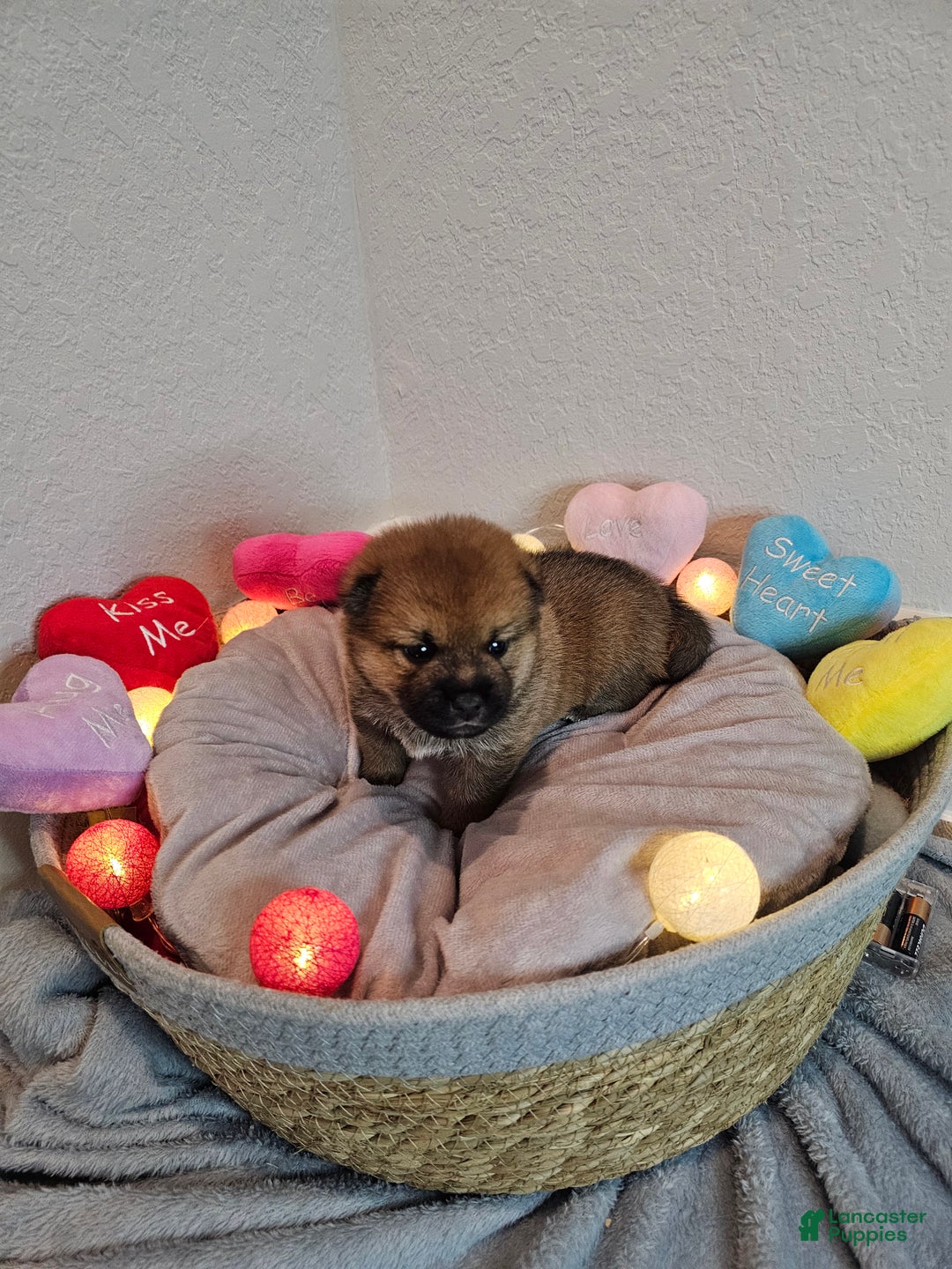 Shiba Inu dogs for sale: Momo - Ad 3