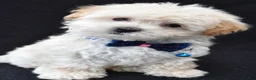 Maltipoo dogs for sale: Vince - Ad 6
