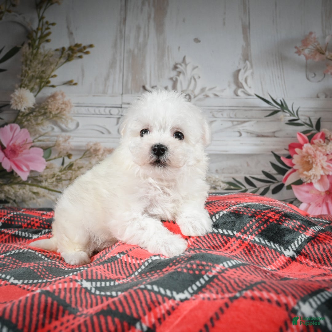 Bichon Frise dogs for sale: Meverick - Ad 6