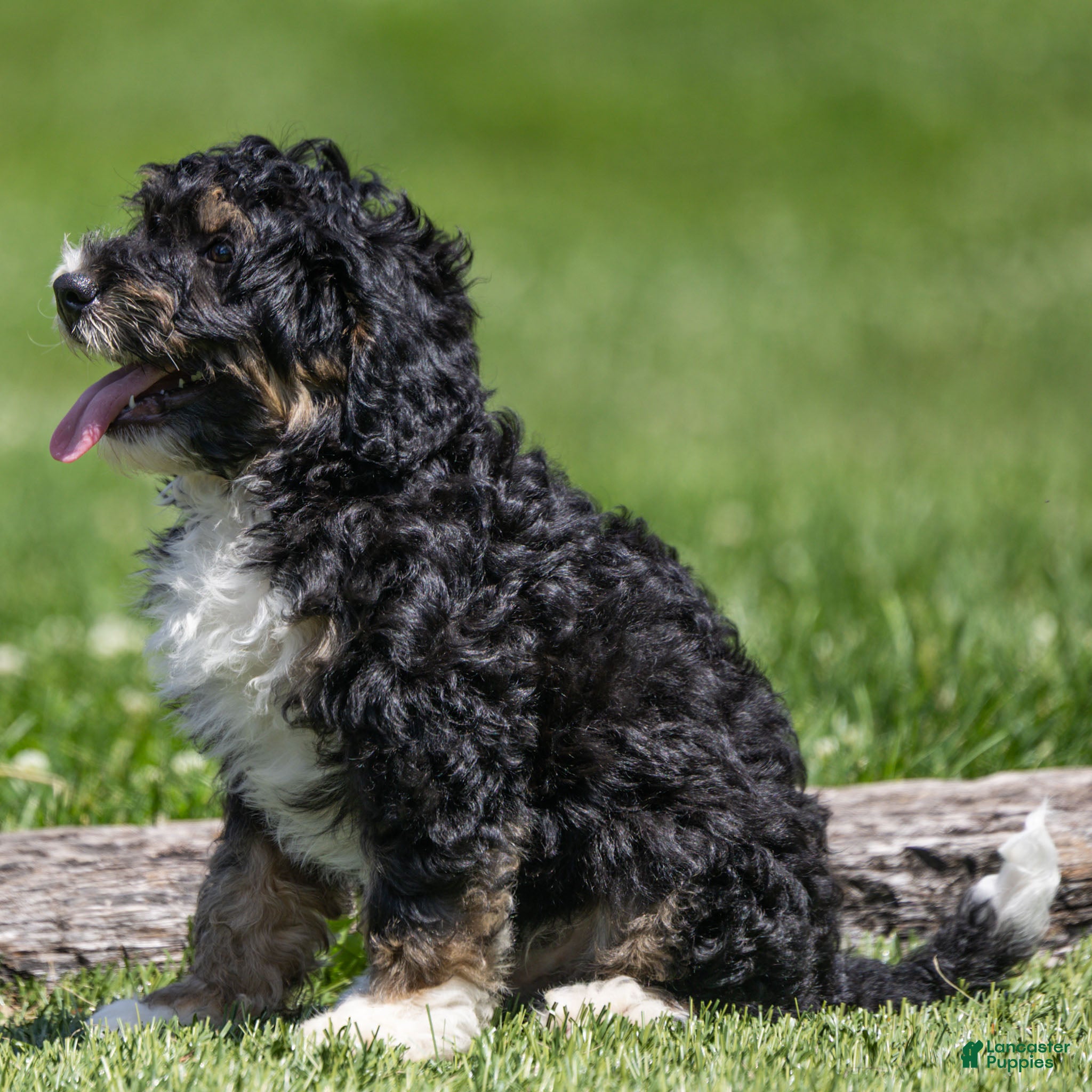 Bernedoodle dogs Beau Bernedoodle Puppy  - Ad 2