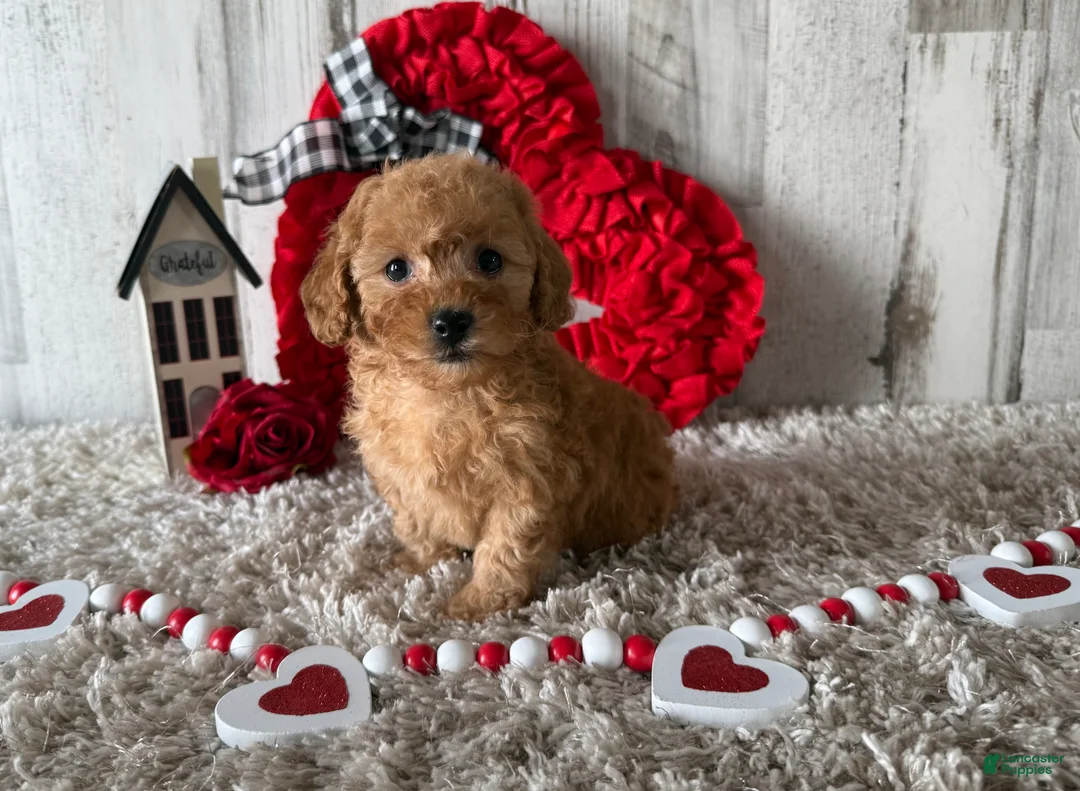 Toy Poodle dogs for sale: Vaya - Ad 2