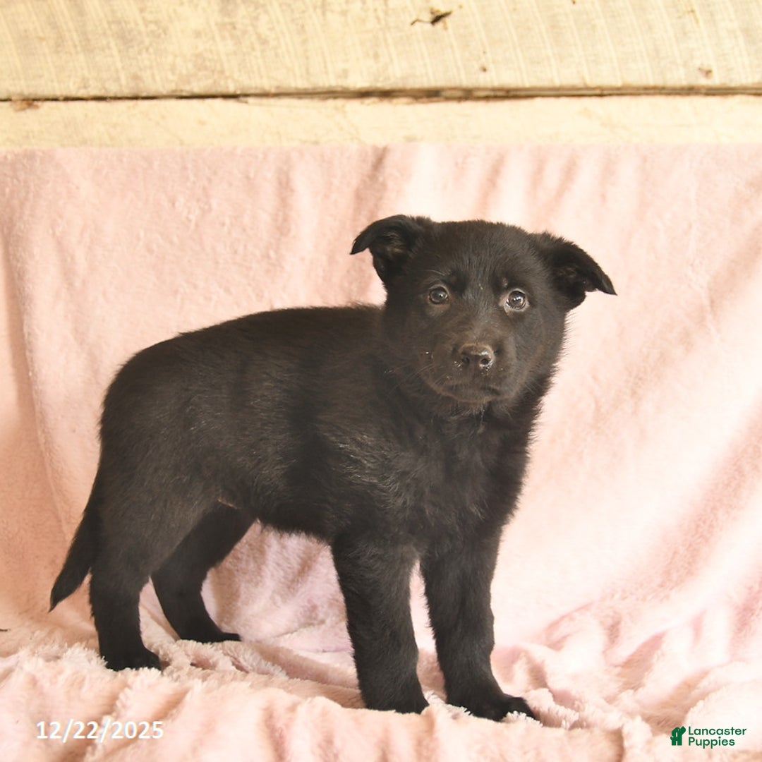 German Shepherd dogs for sale: Berry  - Ad 2