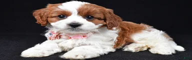 Bailey