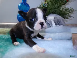 Boston Terrier dogs Boston Terrier Puppy 1 Dixie - Ad 41