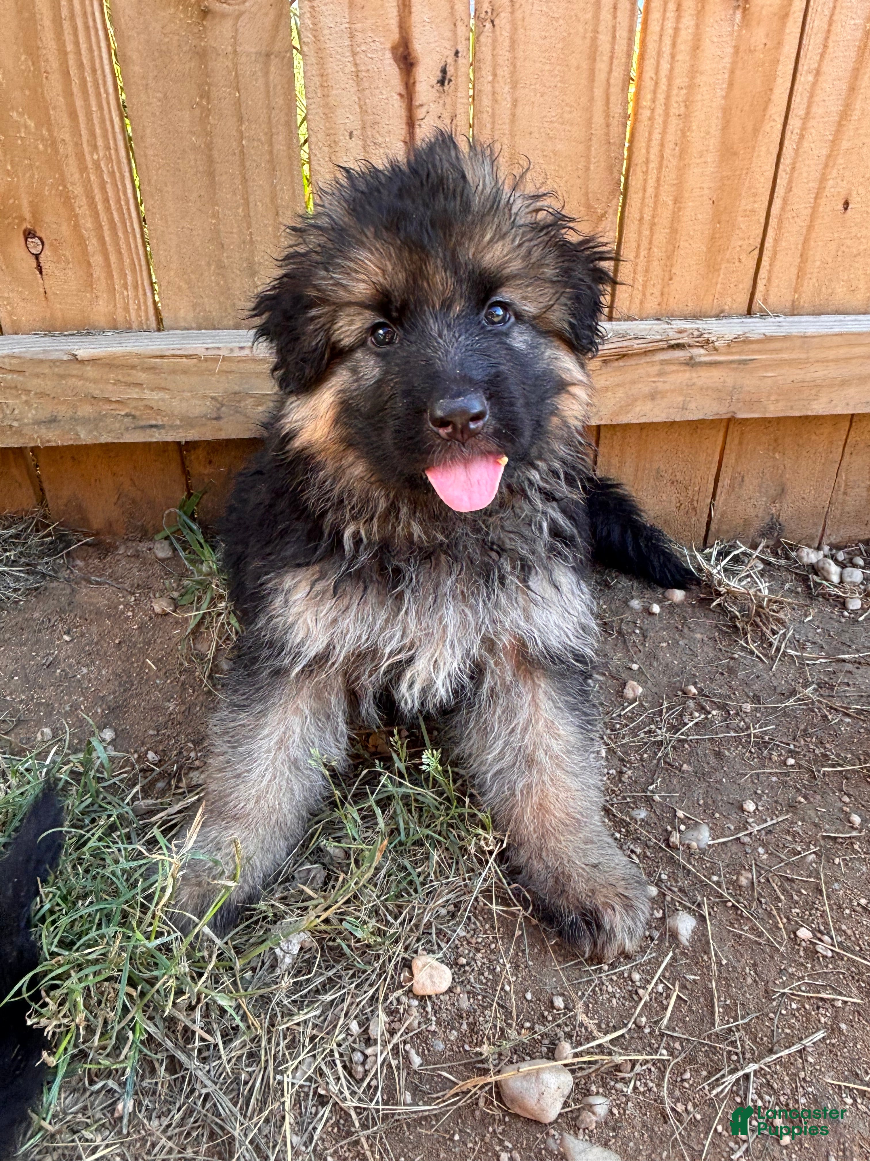German Shepherd dogs Flacco (Blue Collar) - Ad 41