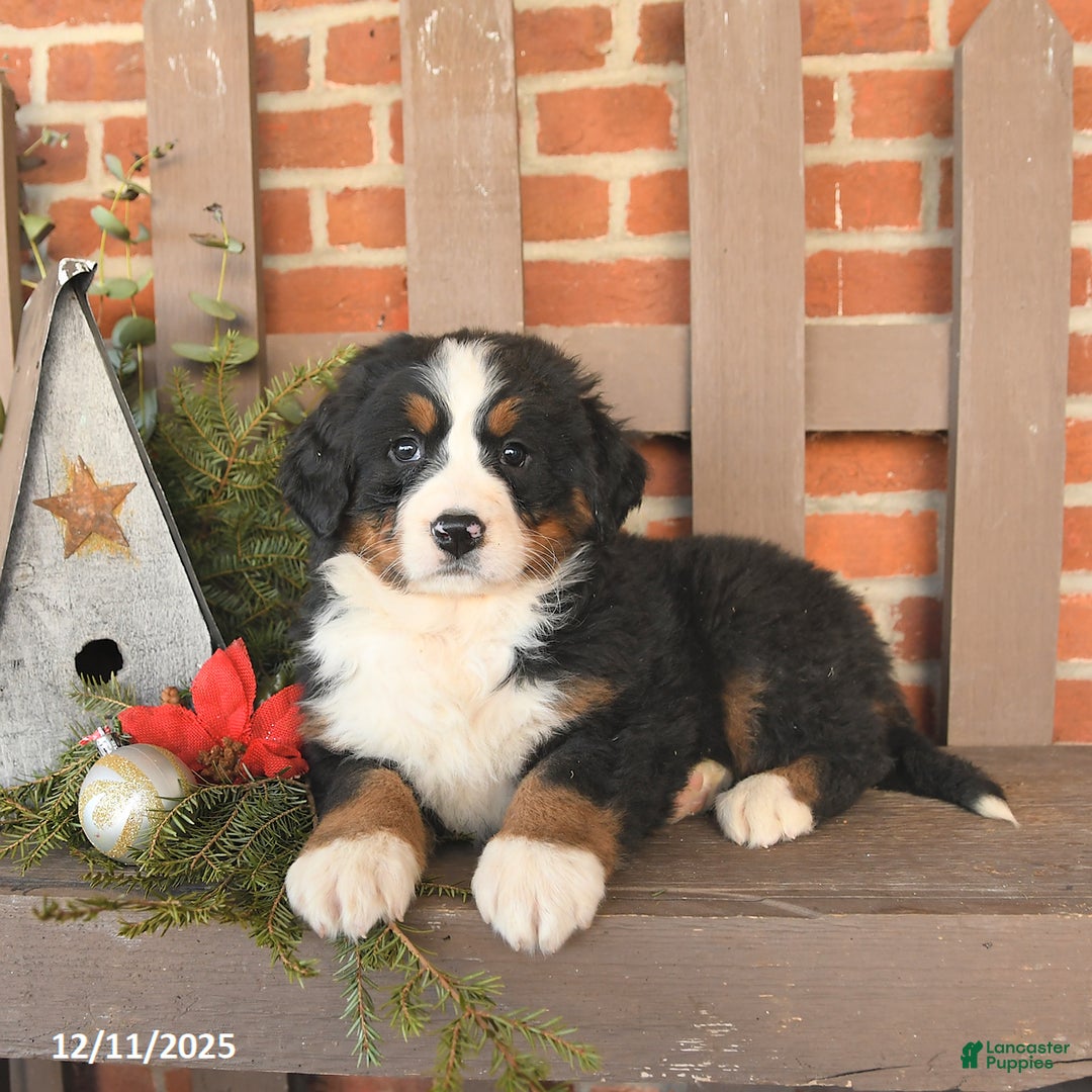 Bernese Mountain Dog dogs for sale: Bella    - Ad 2