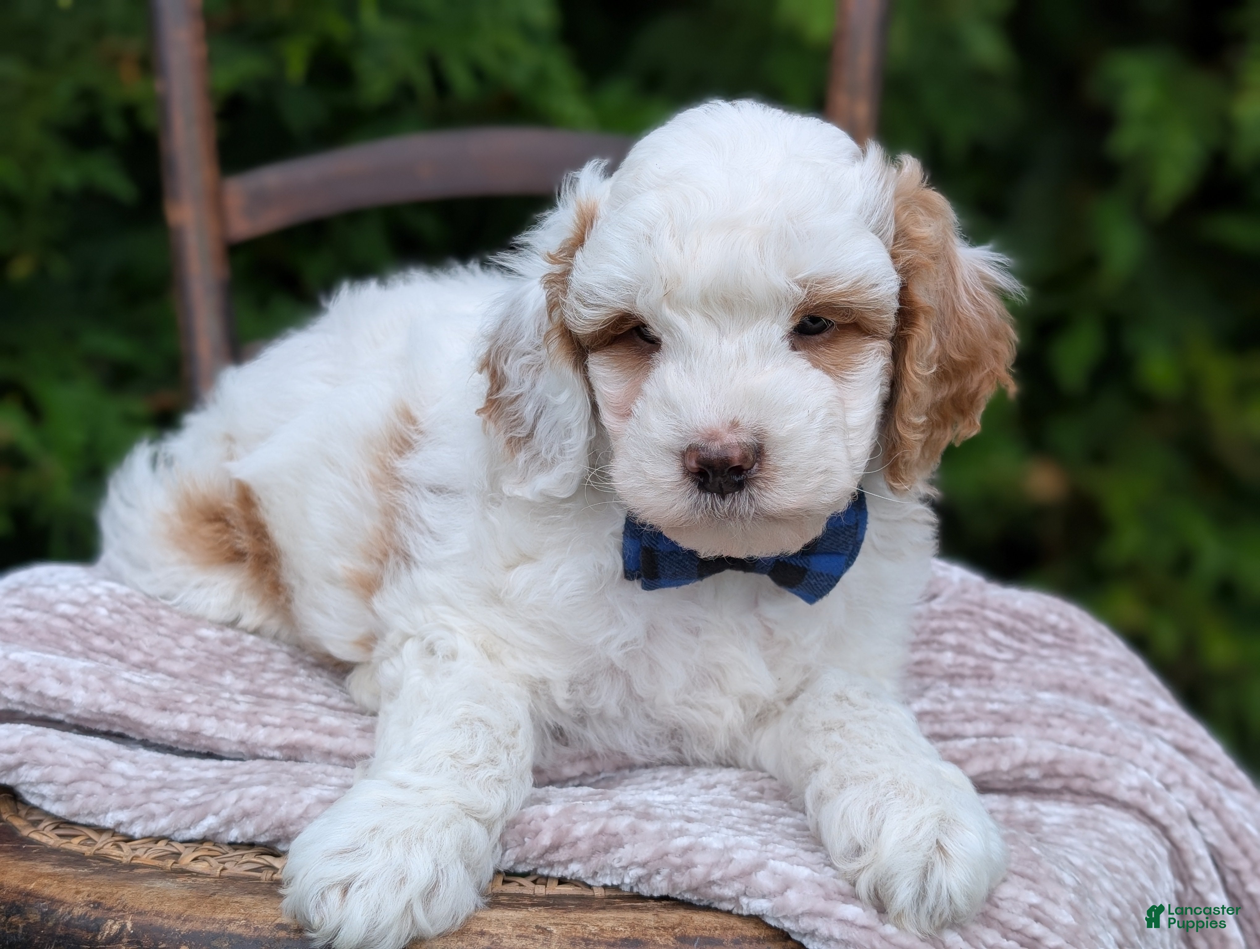 Mini Goldendoodle dogs Buddy - Ad 1