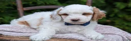 Mini Goldendoodle dogs for sale: Brody - Ad 24