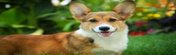 Welsh Corgi Pembroke dogs for sale: Trix Welsh Corgi Pembroke  - Ad 4