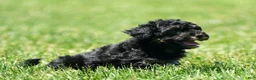 Havapoo dogs for sale: Tinker - Ad 6