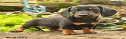 Miniature Dachshund dogs for sale: Randy - Ad 4